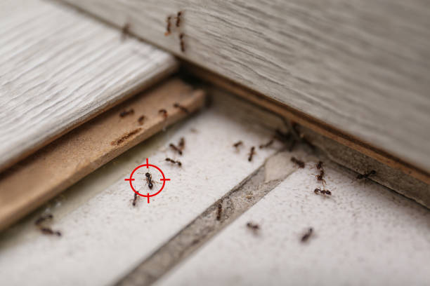 Best Emergency Pest Control  in Princeton, MN