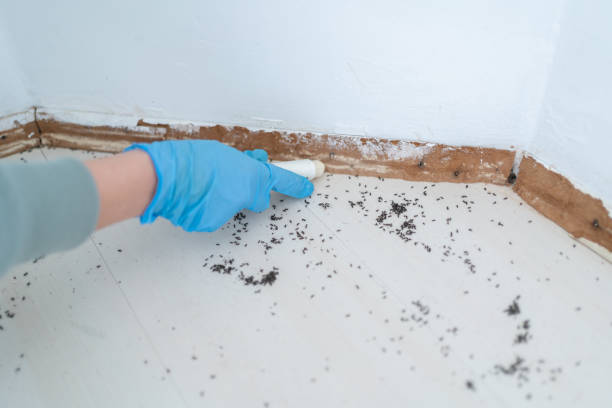 Best Insect Control  in Princeton, MN